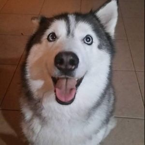 Meet your Posher, Steve